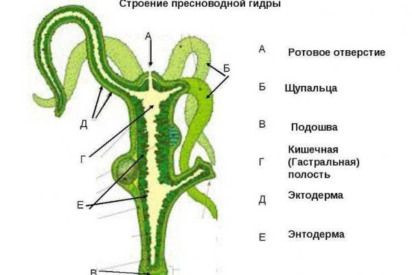 Как вывести деньги с кракена