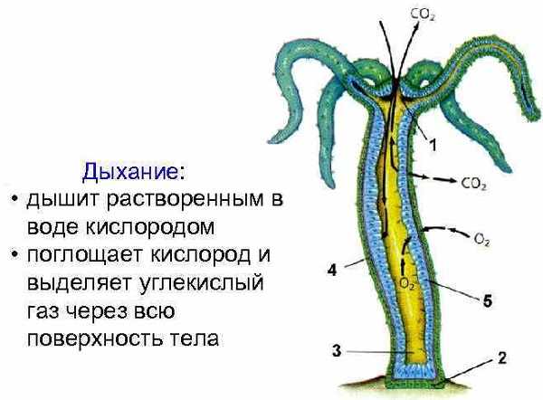 Кракен дарк ссылка