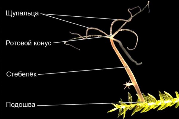 Что такое кракен 2024 маркетплейс